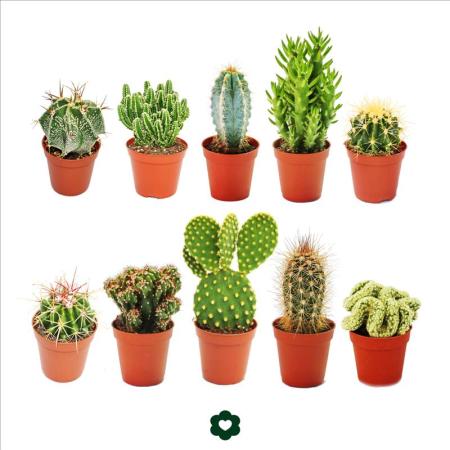 Cactus mix 10cm