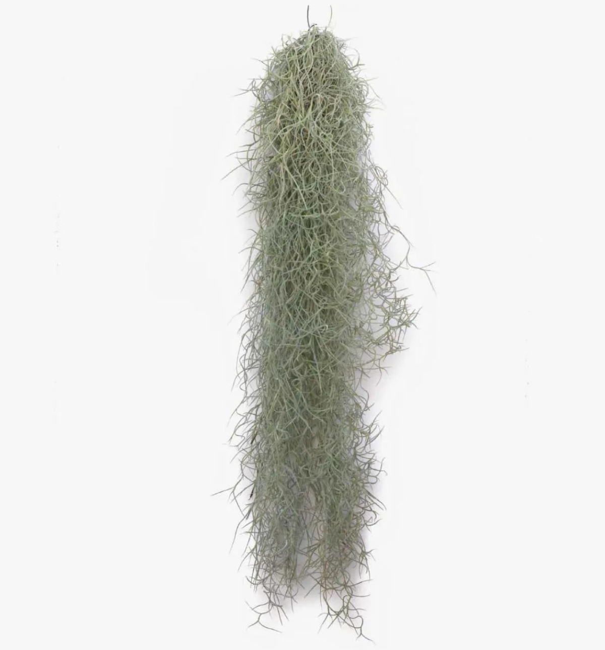Tillandsia usneoides - Spanish Moss