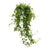 Hedera helix Pittsburgh