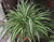 Chlorophytum com. var.