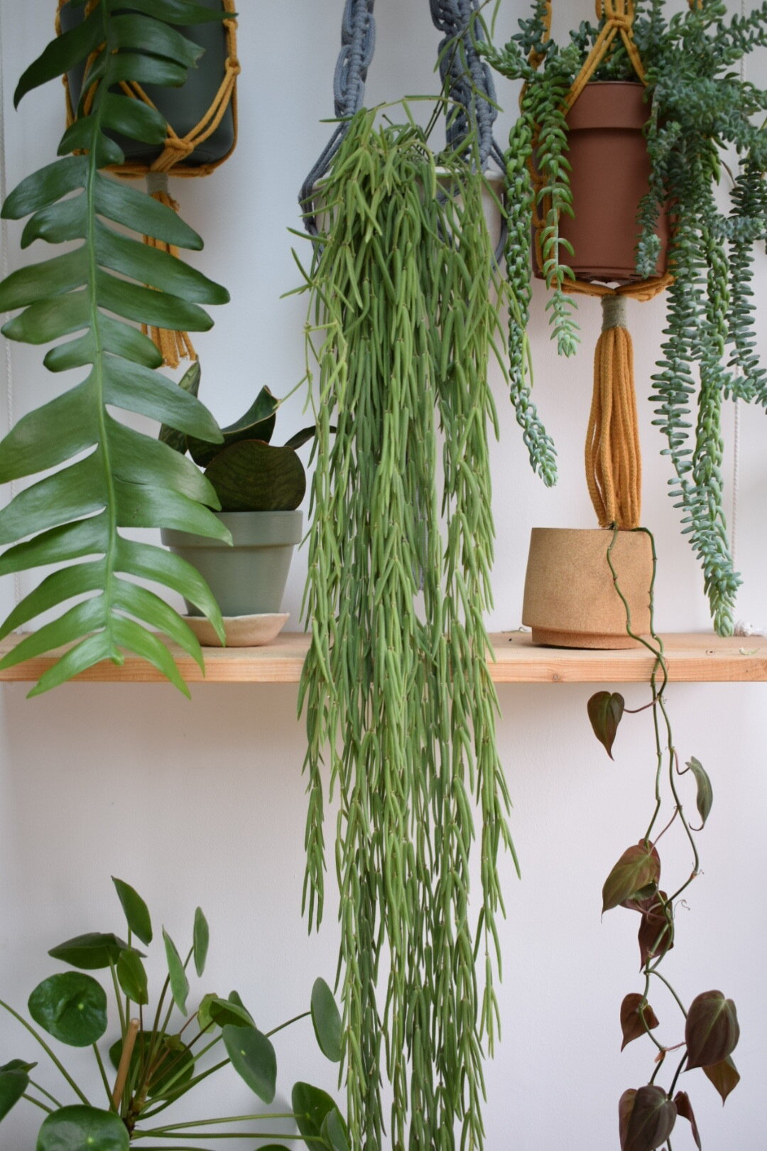 Hoya linearis
