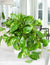 Epipremnum pinn 'Aureum' (scindapsus) hanging