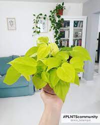 Philodendron scan 'Micans Lime'