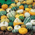 Cucurbita pepo 300g