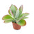 Kalanchoe not flowering thyrsiflora