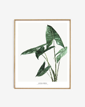 Maaike Koster Limited Edition Botanical Prints 30 x40cm