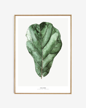 Maaike Koster Limited Edition Botanical Prints 30 x40cm